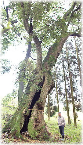 画像:宮ノ内天満社のイチイガシ(幹と並ぶ)