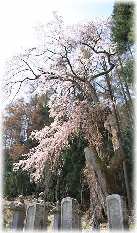 画像：長久保のしだれ桜