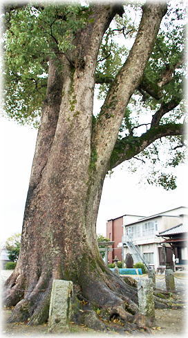 画像:永岡八幡宮のクスノキ 画像:永岡八幡宮のクスノキ