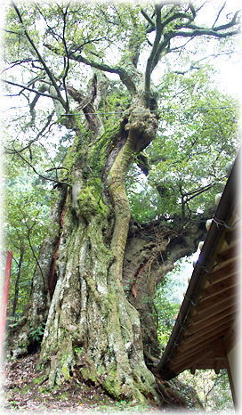画像:人丸神社のスダジイ 画像:人丸神社のスダジイ