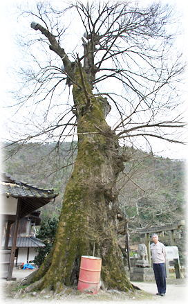 画像:二位神社のムクノキ(幹と並ぶ)