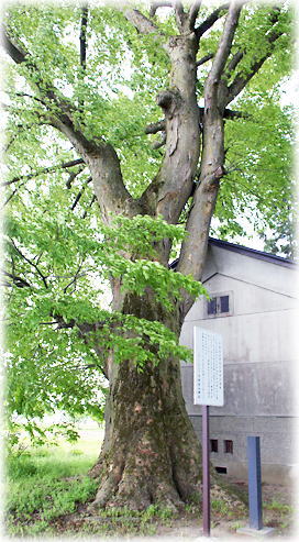 画像：日田白山神社のケヤキ