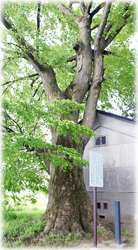 画像:日田白山神社のケヤキ 画像:日田白山神社のケヤキ