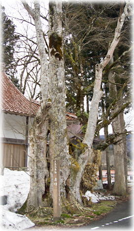 画像:岡田神社のホオノキ