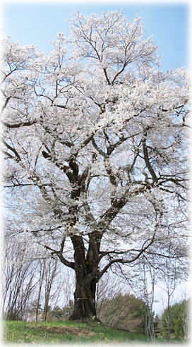 画像:岡森の桜 画像:岡森の桜
