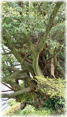 画像:吉祥寺のスダジイ 画像:吉祥寺のスダジイ