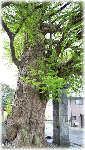 画像:安養寺のイチョウ 画像:安養寺のイチョウ