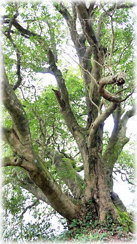 画像:大井市場のヤマモモ 画像:大井市場のヤマモモ