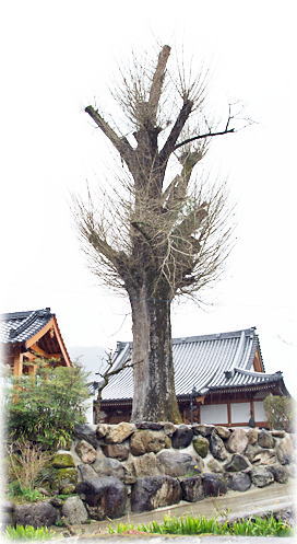 画像:小田満徳寺のイチョウ 画像:小田満徳寺のイチョウ(全景)