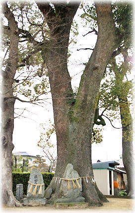王城神社のクスノキ 画像:王城神社のクスノキ