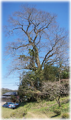 画像:鹿乗のムクノキ(全景)