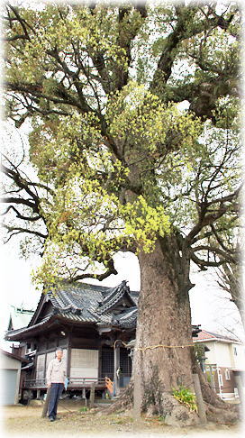 画像:坂之市神社のクスノキ(幹と並ぶ)