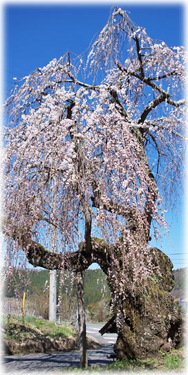 桜橋のシダレザクラ 画像:桜橋のシダレザクラ