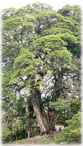 画像:佐野のタブノキ 画像:佐野のタブノキ