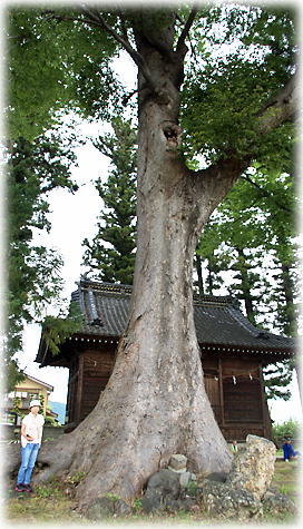 画像：笹焼神社のケヤキ（幹と並ぶ）