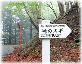 画像:佐須峠の御境杉(案内表示) 画像:佐須峠の御境杉(案内表示)