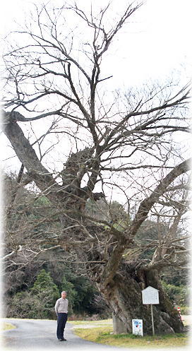 画像:里山田のムクノキ(幹と並ぶ)