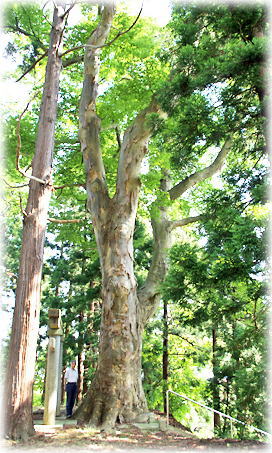 �摜�F��c��ׂ̂��₫�i���ƕ��ԁj