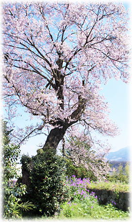 画像：中の家の桜