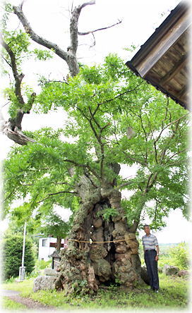 画像:滋野稲荷神社の皀莢 画像:滋野稲荷神社の皀莢