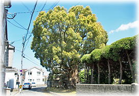 画像:清水のクスノキ(全景)