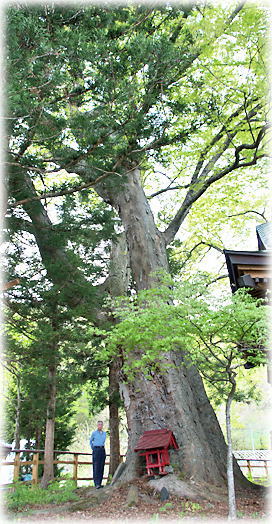 画像:霜畑八幡宮のケヤキ(B号木)(幹と並ぶ)