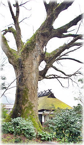 画像:下引治のケヤキ