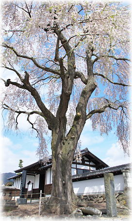 画像：信廣寺のしだれ桜