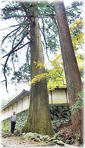 画像:正宗寺のスギ(幹と並ぶ) 画像:正宗寺のスギ(幹と並ぶ)