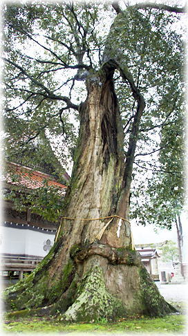 画像:諏訪神社のイチイガシ 画像:諏訪神社のイチイガシ