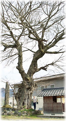 画像:原のムクノキ(幹と並ぶ)