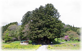 画像:万福寺のスギ(遠景) 画像:万福寺のスギ(遠景)