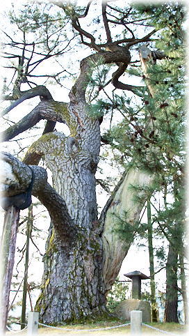 画像:角力取山の大松 画像:角力取山の大松
