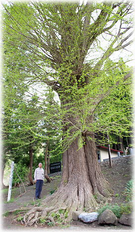 画像:正福寺のいちょう(幹と並ぶ)