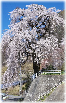 画像：高木のしだれ桜（全景）