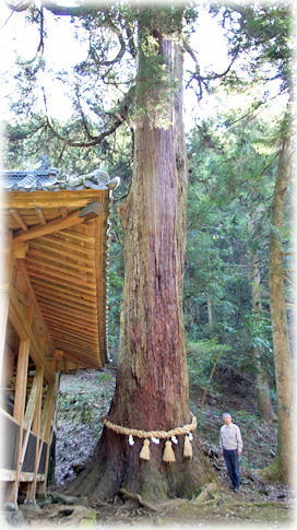 画像：溜水神社の杉の木（幹と並ぶ）