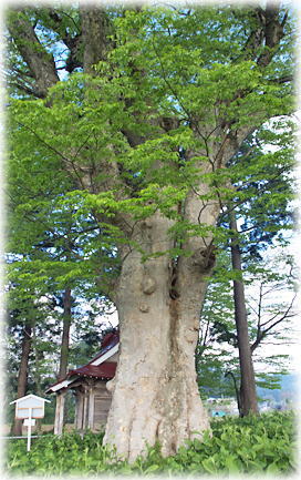 画像:丹内神社のケヤキ 画像:丹内神社のケヤキ