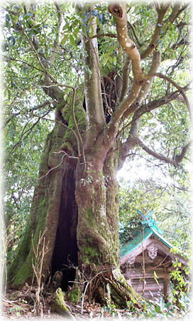 画像:峠八幡宮のオオツクバネガシ 画像:峠八幡宮のオオツクバネガシ