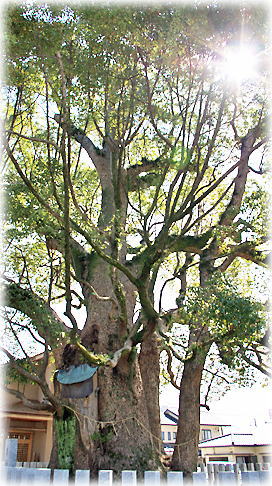 画像:田島八幡神社のクスノキ 画像:田島八幡神社のクスノキ