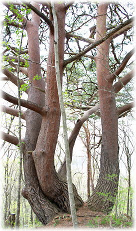 画像:天狗の三本松 画像:天狗の三本松