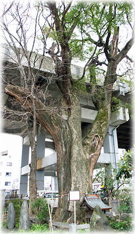 画像:熊野神社のクスノキ 画像:熊野神社のクスノキ