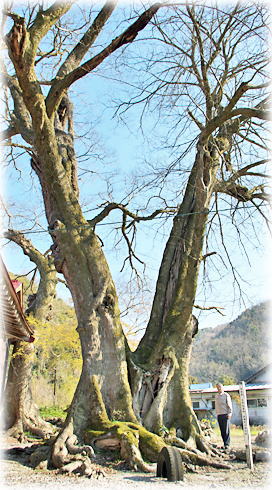 画像：泊神社の椋の木（幹と並ぶ）