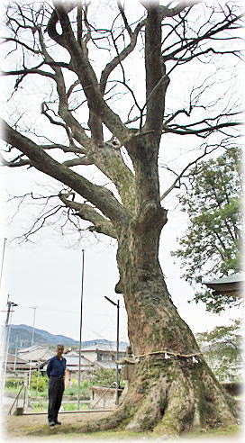 画像：藤田神社の欅（幹と並ぶ）