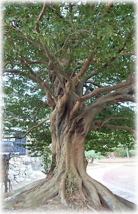 画像:豊橋公園のイスノキ 画像:豊橋公園のイスノキ