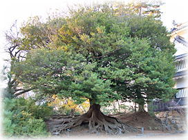 画像:豊橋公園のイスノキ(全景) 画像:豊橋公園のイスノキ(全景)
