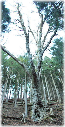 画像:豊根の大トチ_1 画像:豊根の大トチ_1