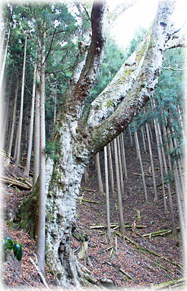 画像:豊根の大トチ_2 画像:豊根の大トチ_2