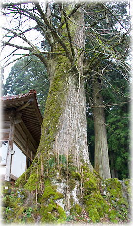 画像:高木神社のイチョウ 画像:高木神社のイチョウ