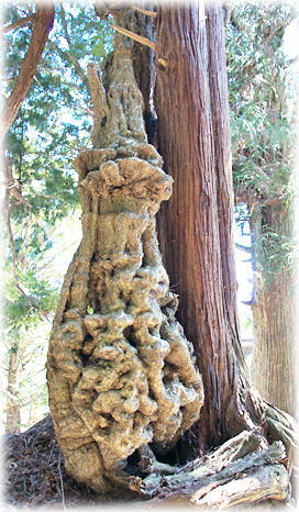 画像:津島社の大藤 画像:津島社の大藤
