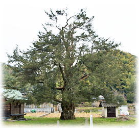 画像:通津のイヌマキ(全景)